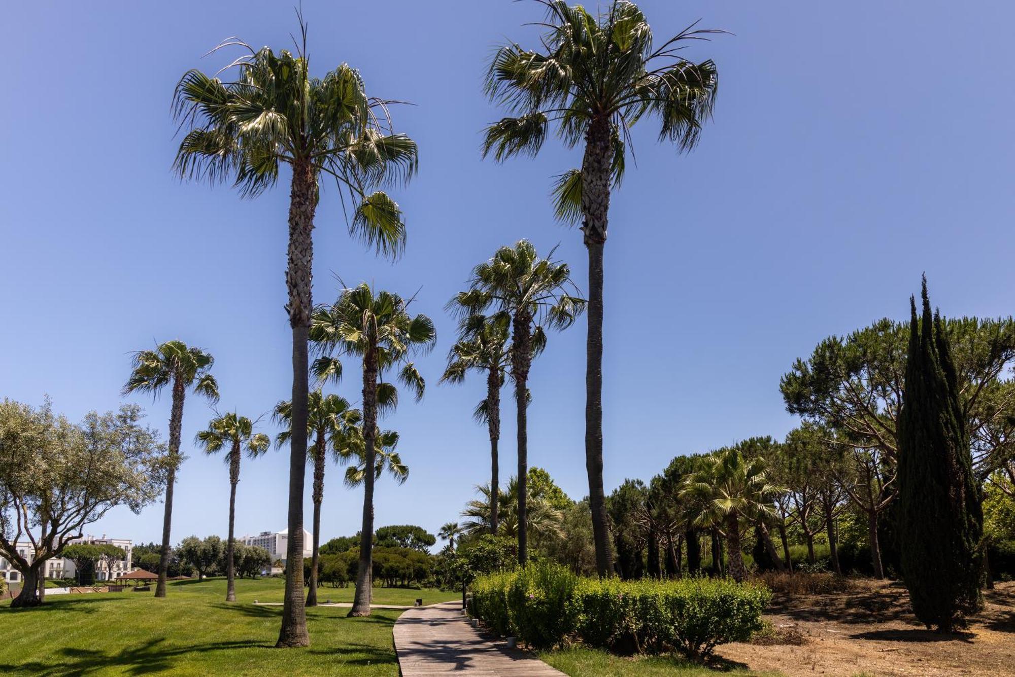 湖泊度假村 维拉摩拉 外观 照片 Palm trees in the park